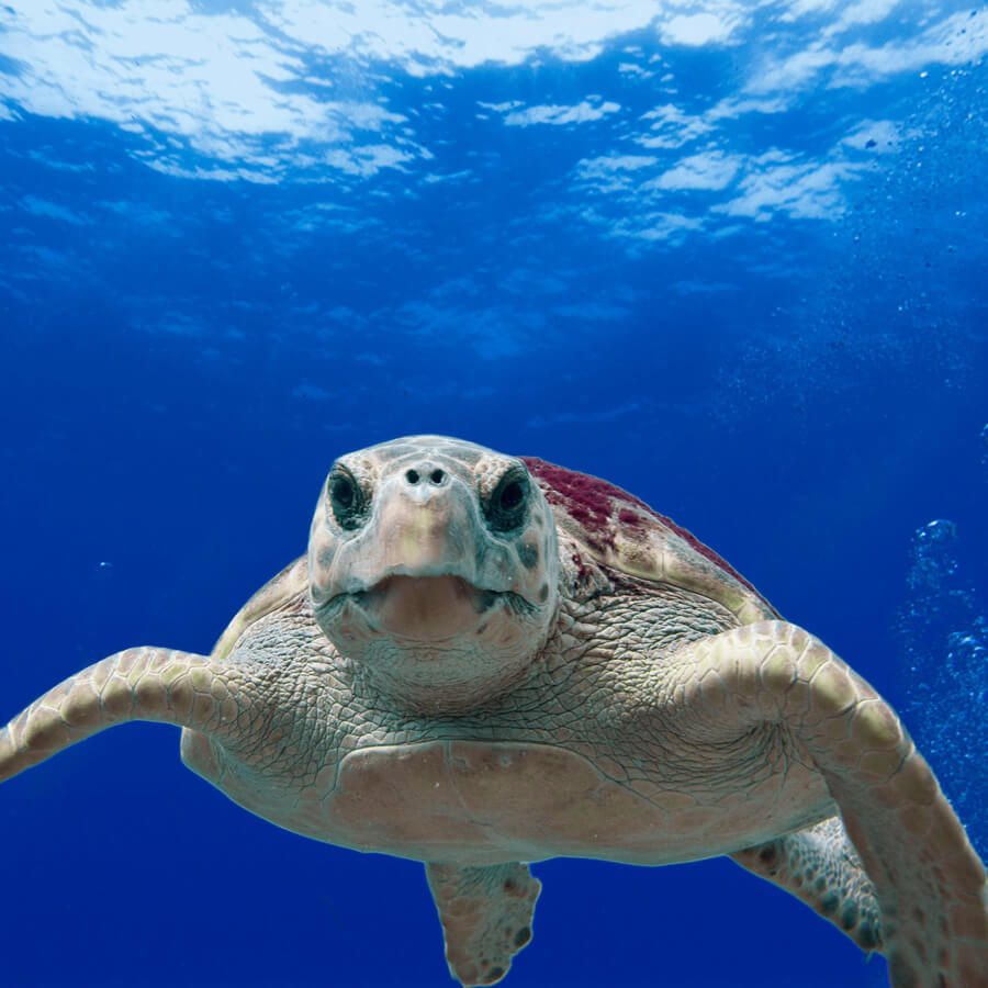 caretta loggerhead turtle dalyan sq 900