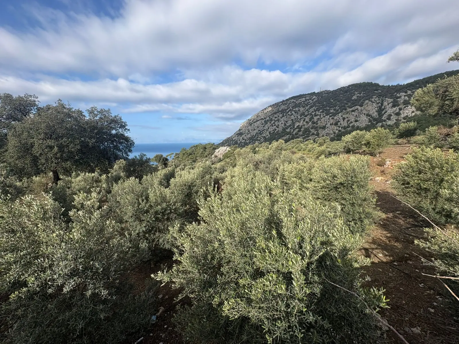 2-Bed-1-Bath-Apart-Gokbel381