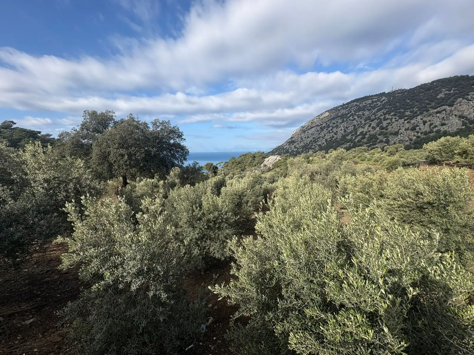 2-Bed-1-Bath-Apart-Gokbel421